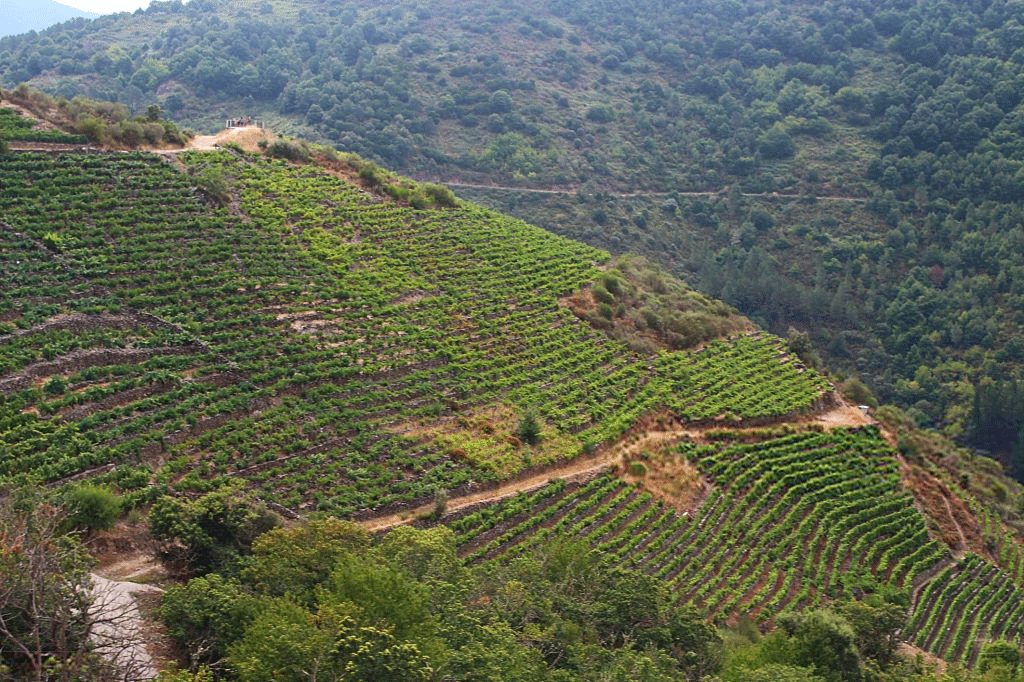 The wines of Ribeira Sacra continue to add successes